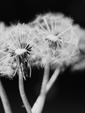 Dandelions
