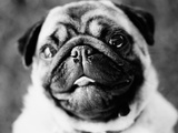 Portrait of a pug