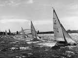 Small Boats Sailing on Sydney Harbor