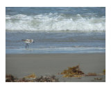 Sandpiper