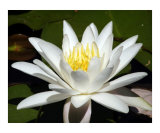 Waterlily