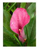 pink lily
