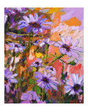 African Daisies "Ginette's Garden"