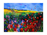 field flowers (poppies  chicorees daisies and many more)
