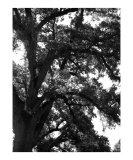 bw tree art 5