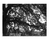 bw tree art 9