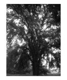 bw tree art 4