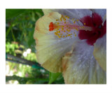 rainbow hibiscus 2