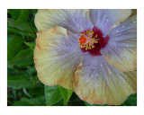 rainbow hibiscus 3