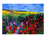 field flowers (poppies  chicorees daisies and many more)