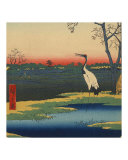 Red Crown Crane  Japan