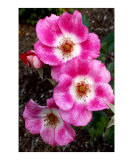 Wild Roses