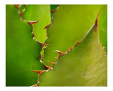 Agave Shark