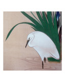 Japanese Egret Among the Iris