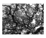 bw tree art 10