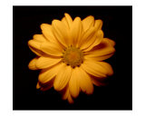 On Black
