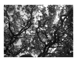 bw tree art 8