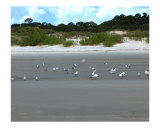 Jekyll Island Beach - Georgia Island