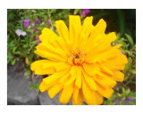 Yellow Zinnia