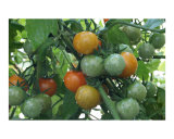 Cherry Tomatoes in Several Colors