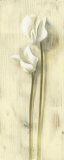 White Flowers