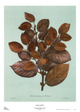 Sylvan Profiles I