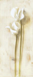 White Flowers