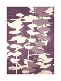 Eucalyptus  Mulberry