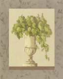 Plant in Vase