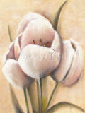 Tulipes Cremes