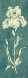 Teal Iris