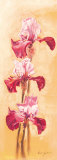 Ardent Iris