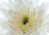 Pureness