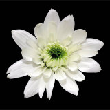 Monochrome Daisy