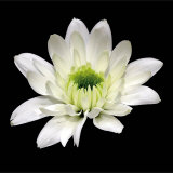 Daisy Cup