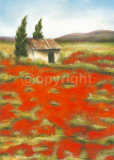 Champ de Coquelicot
