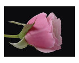 Pink Rose on Black Background