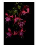 Fuschia Blossoms on Black Background