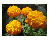 Marigolds