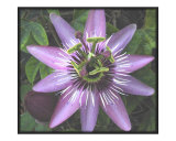 PASSION FLOWER