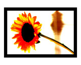 Psychedelic Sun Flower