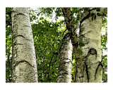 birch no 1