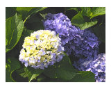 Blue Hydrangea