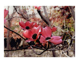 Red Dogwood
