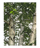 Three Green Leaves