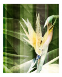modern bird of paradise