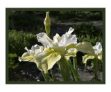 Butter & Sugar Siberian Iris Photograph
