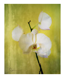 steel and orchid
