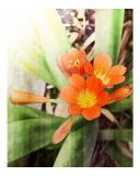 red flower
