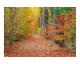 Autumn Pathway